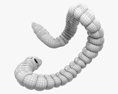 Gros intestin humain Modèle 3d