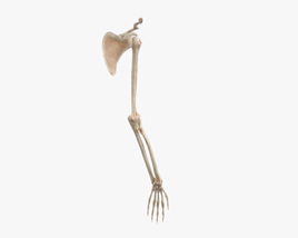 Кістки руки людини 3D модель