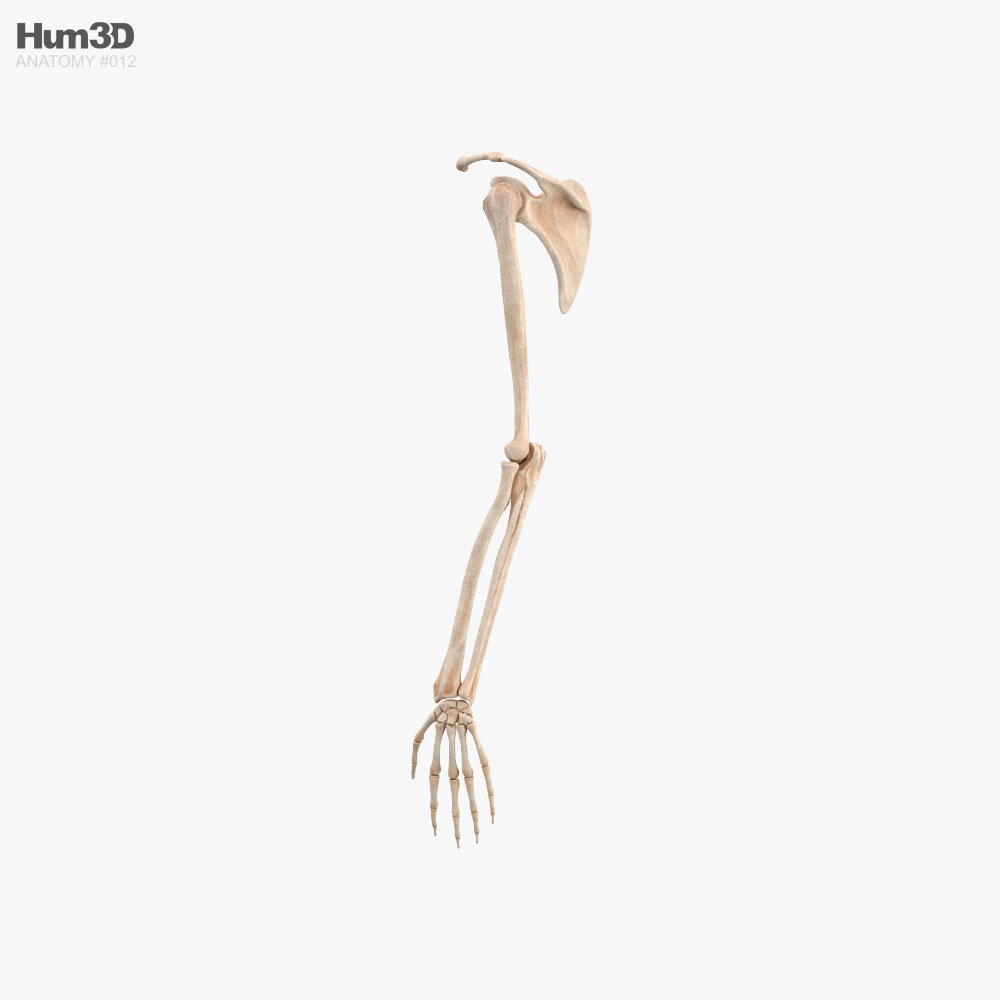 人間の腕の骨 3Dモデル