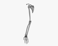 人間の腕の骨 3Dモデル