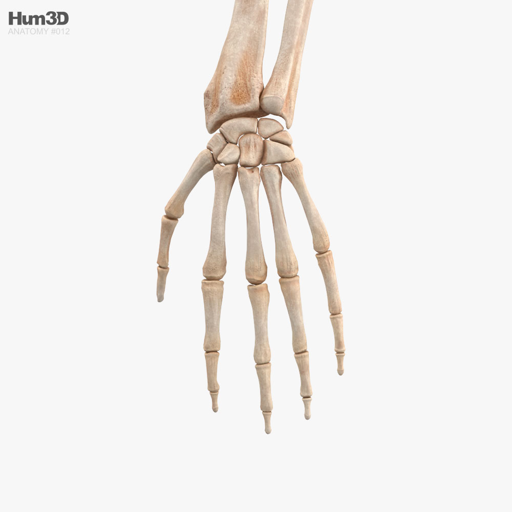 Human Arm Bones 3D model - Anatomy on Hum3D