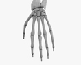 Human Arm Bones 3d model