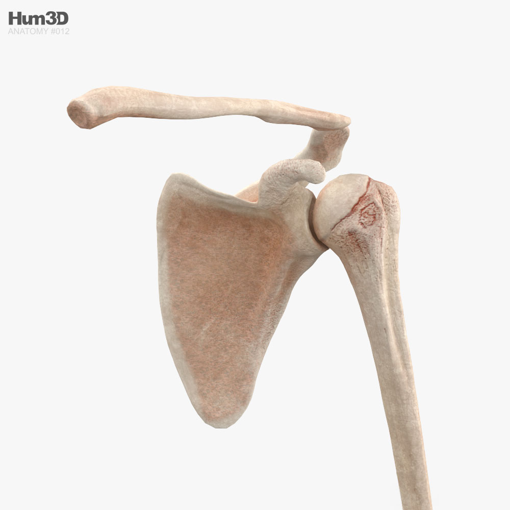 arm bones 123d models