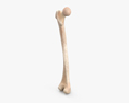 大腿骨 3Dモデル
