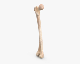 Стегнова кістка 3D модель