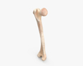 大腿骨 3Dモデル