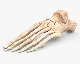 인간의 발 뼈 3D 모델 
