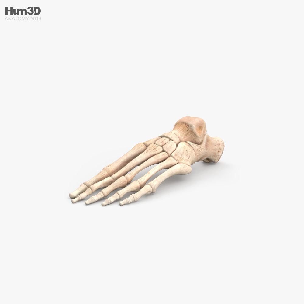 Ossa del piede umano Modello 3D