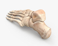 人的脚骨 3D模型