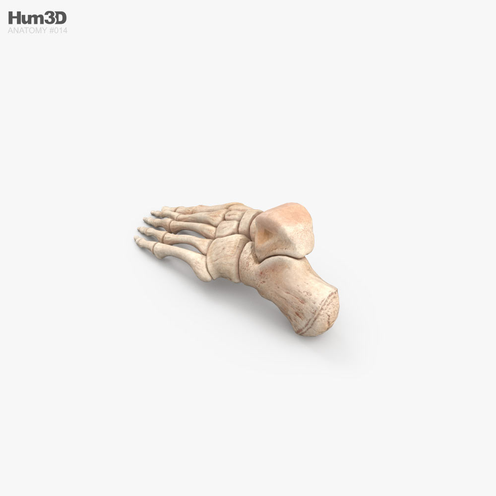 人間の足の骨 3Dモデル