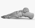 人間の足の骨 3Dモデル