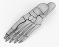 人的脚骨 3D模型