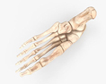 Os du pied humain Modèle 3d