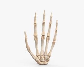 Hand Bones 3D model