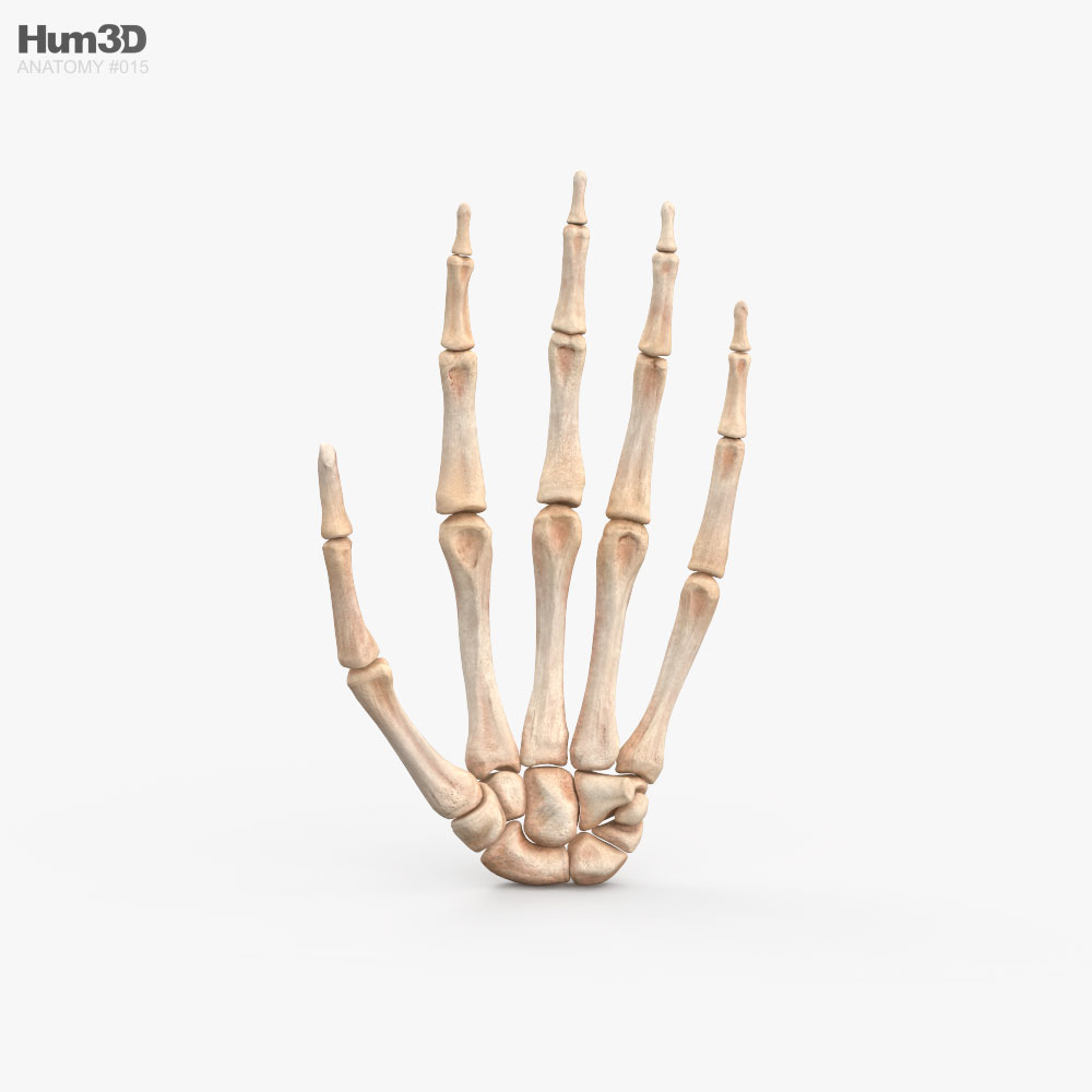Ossa della mano Modello 3D