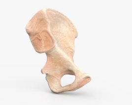 胯骨 3D模型