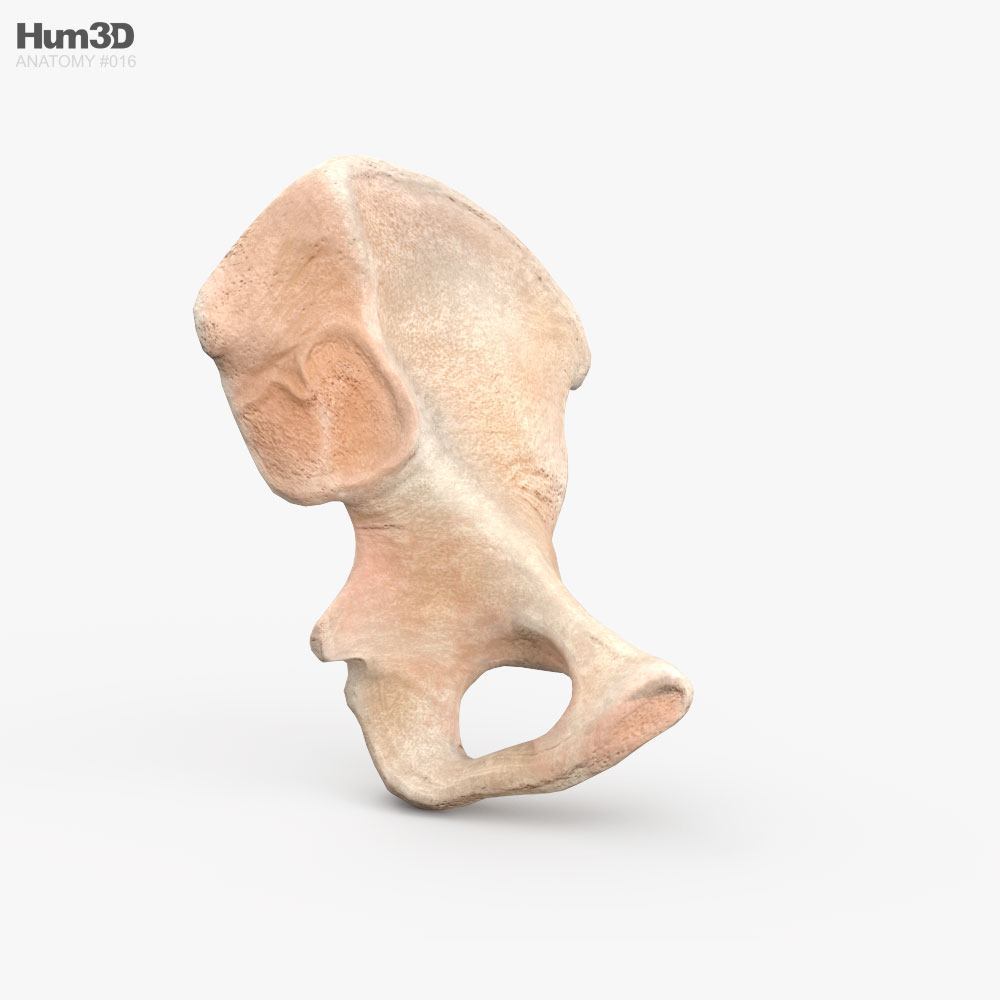 Hueso de la cadera Modelo 3D
