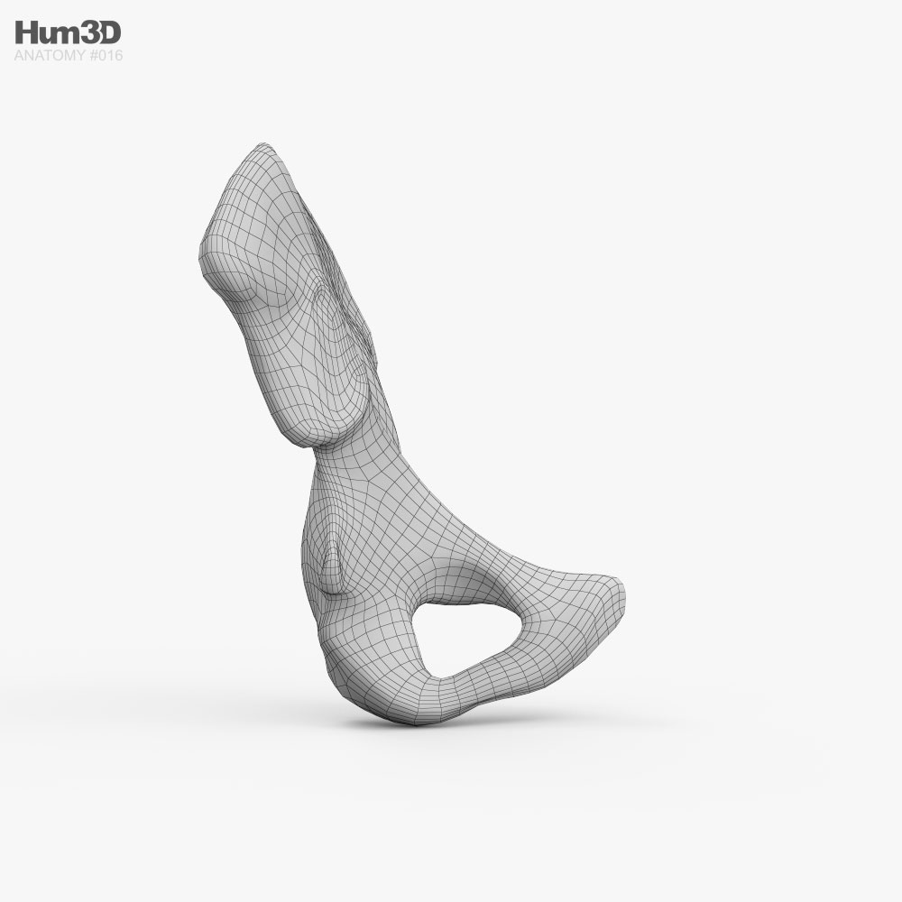 Hip Bone 3D model - Anatomy on Hum3D