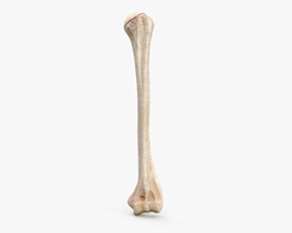 Плечова кістка 3D модель