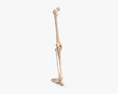 Huesos de la pierna humana Modelo 3D