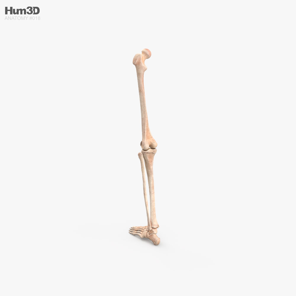 Menschliche Beinknochen 3D-Modell