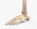 人間の脚の骨 3Dモデル