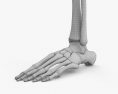 Кістки ніг людини 3D модель