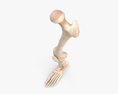 Menschliche Beinknochen 3D-Modell