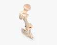 人类腿骨 3D模型