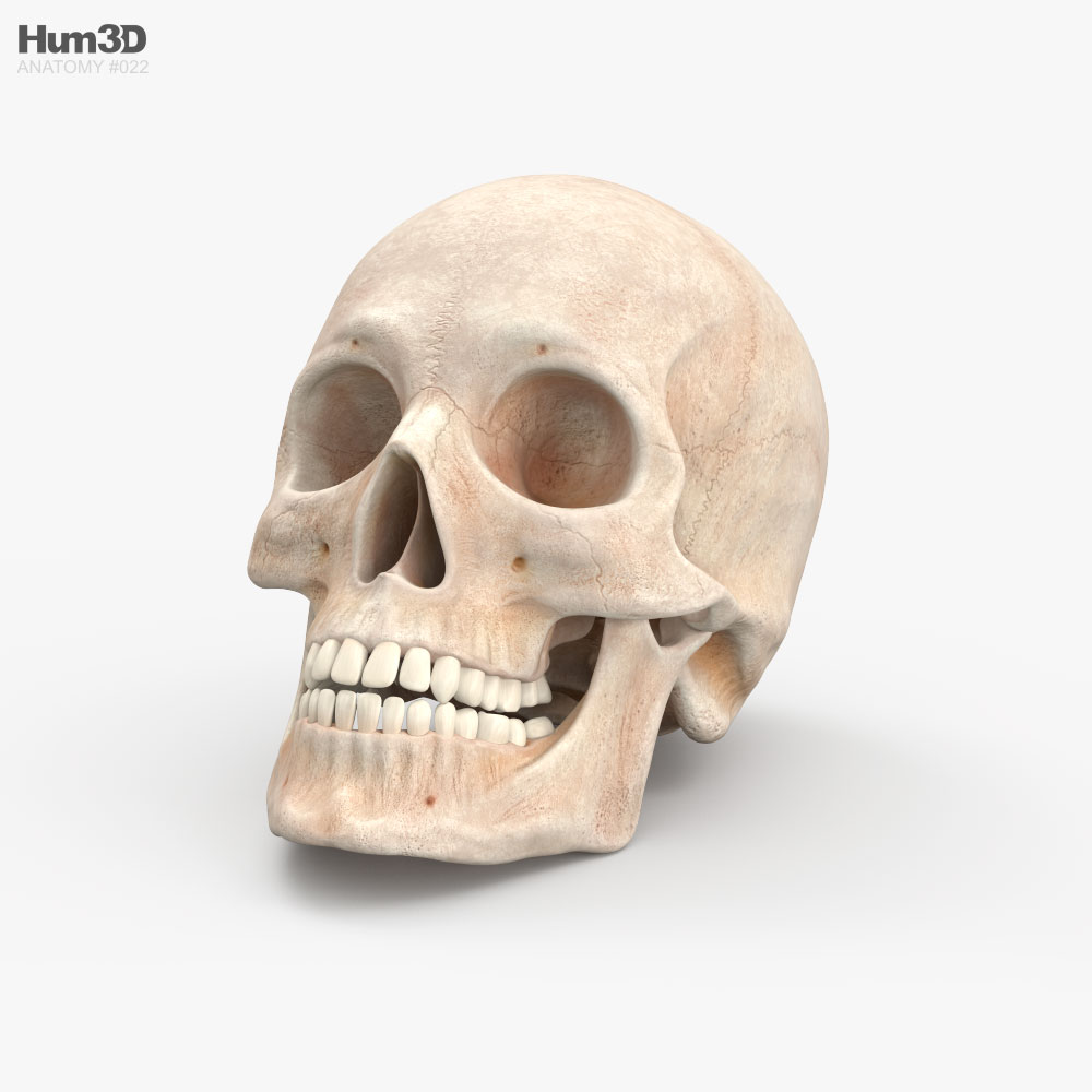 Cráneo Modelo 3D