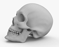 颅骨 3D模型