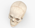 Crâne Modèle 3d