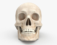 Cráneo Modelo 3D