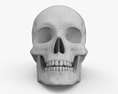 Cranio Modello 3D