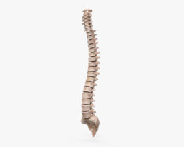 Colonna vertebrale umana Modello 3D