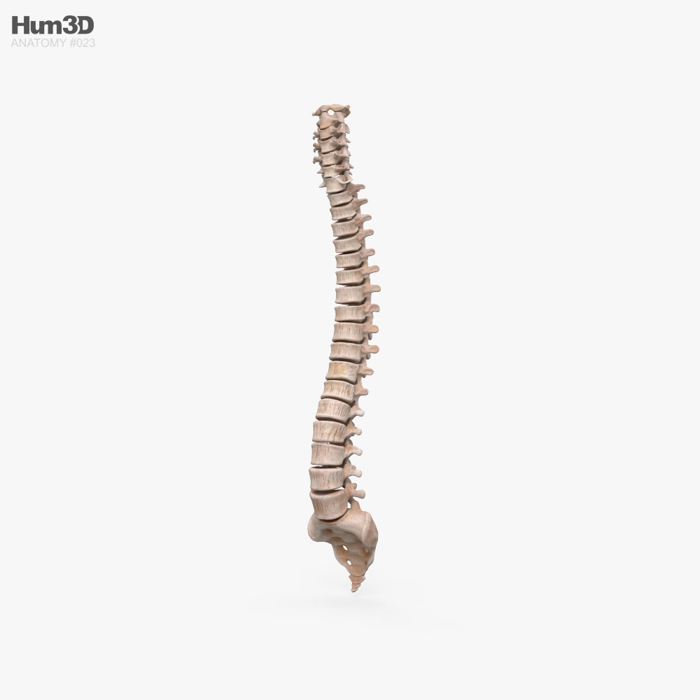 Colonna vertebrale umana Modello 3D