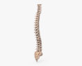 Human Spine 3d model