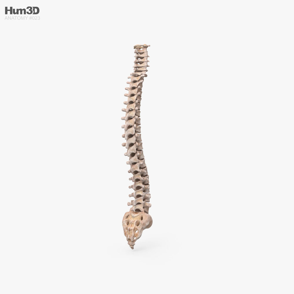 Human Spine 3d model