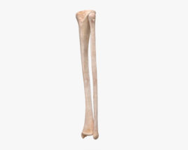 胫骨和腓骨 3D模型