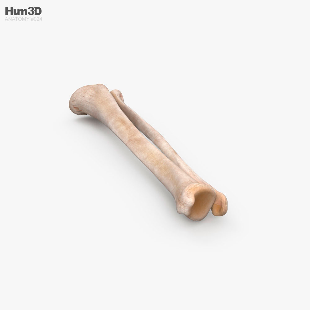 Tibia and Fibula 3D model - Anatomy on Hum3D