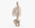 Скелет тулуба людини 3D модель