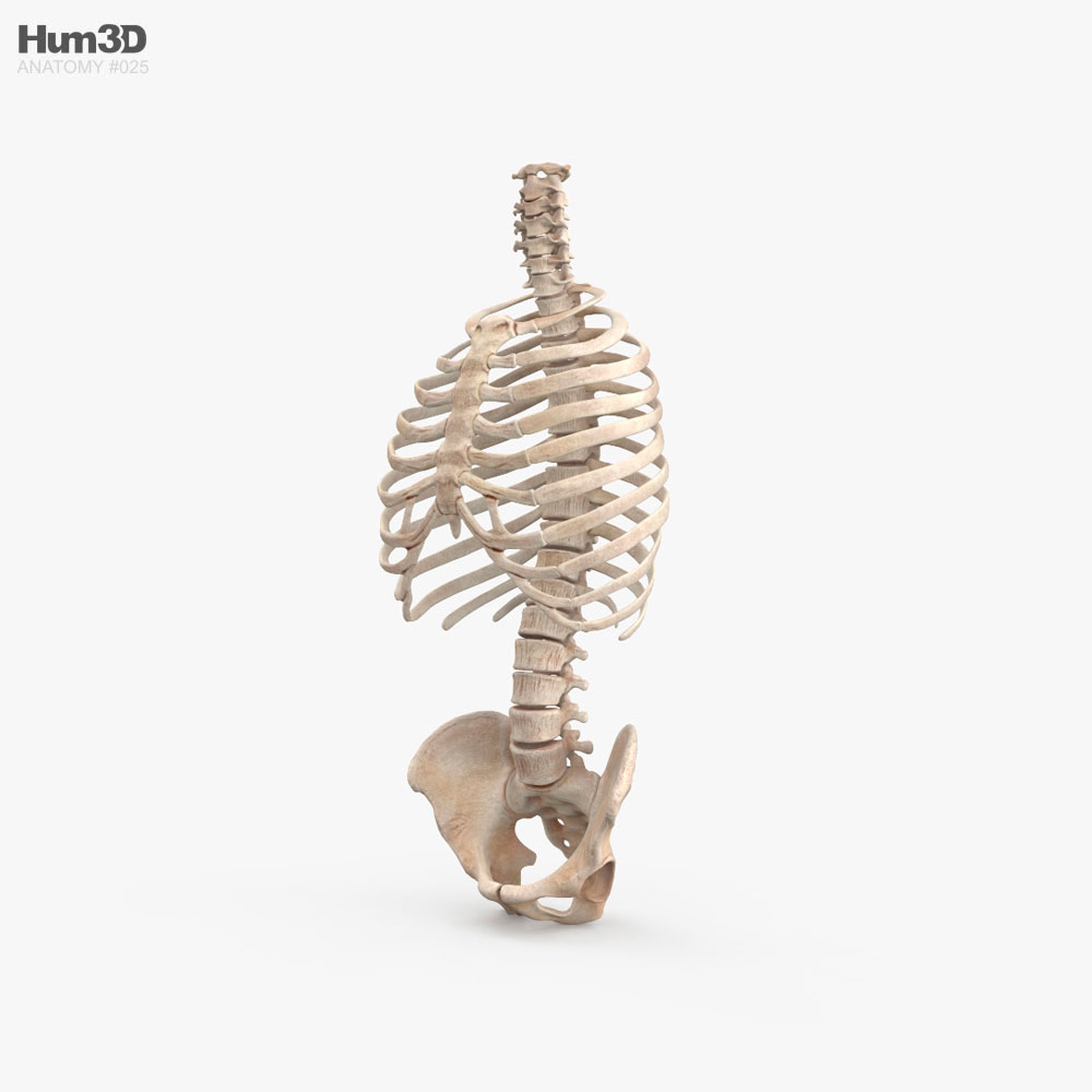 Human Torso Skeleton 3D model
