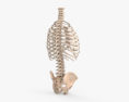 人間の胴体の骨格 3Dモデル