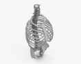 Human Torso Skeleton 3d model