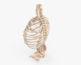 Human Torso Skeleton 3d model
