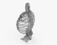 Скелет тулуба людини 3D модель