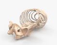 Human Torso Skeleton 3d model