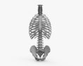 人間の胴体の骨格 3Dモデル