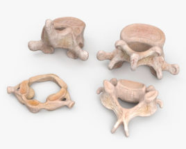 Human Vertebrae 3D model