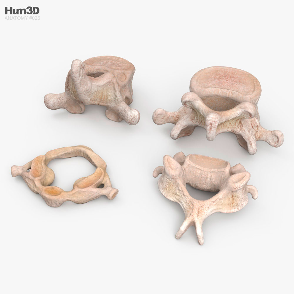 Vértebras humanas Modelo 3D